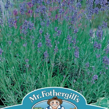 LAVENDER Munstead