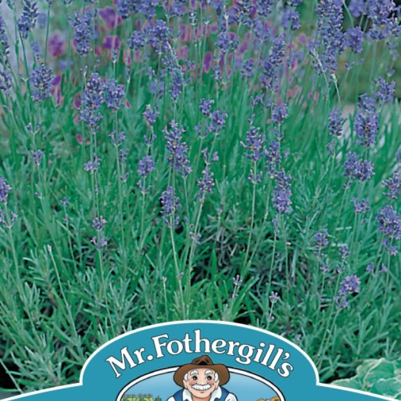 LAVENDER Munstead