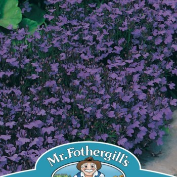 LOBELIA Crystal Palace