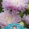 ASTER Kingsize Appleblossom
