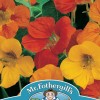 NASTURTIUM Tom Thumb