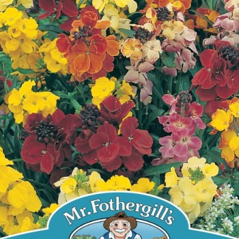 WALLFLOWER Choice Mixed