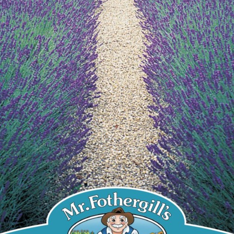 LAVENDER Hidcote Blue