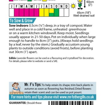 LAVENDER Hidcote Blue