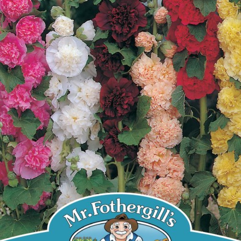 HOLLYHOCK Chaters Double Mixed