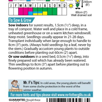 HOLLYHOCK Chaters Double Mixed