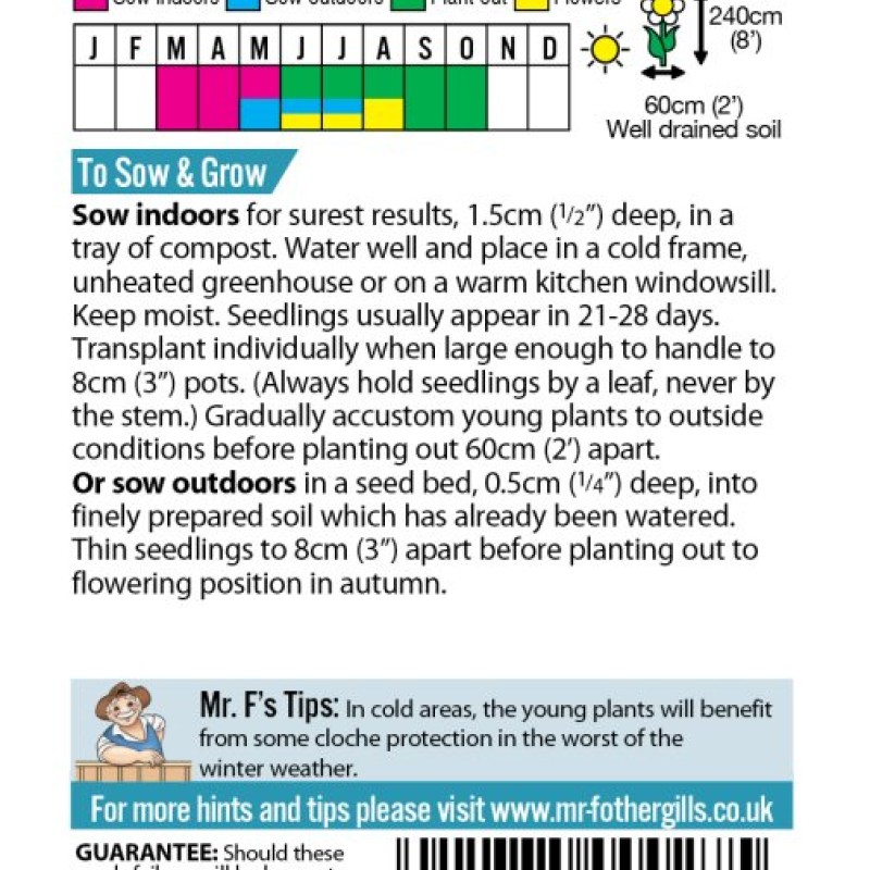 HOLLYHOCK Chaters Double Mixed