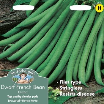DWARF FRENCH BEAN Ferrari