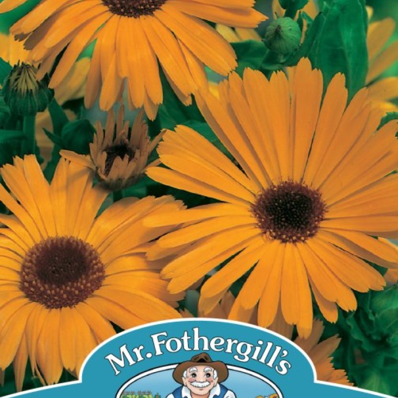 CALENDULA Pot Marigold Nova