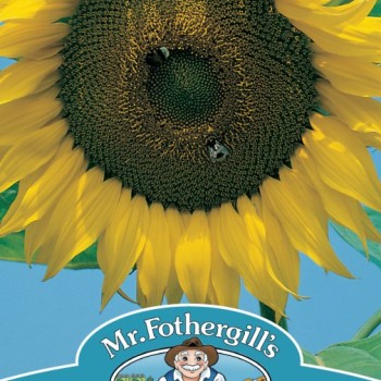 SUNFLOWER Giant Single