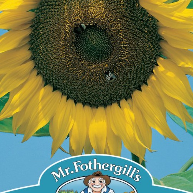 SUNFLOWER Giant Single