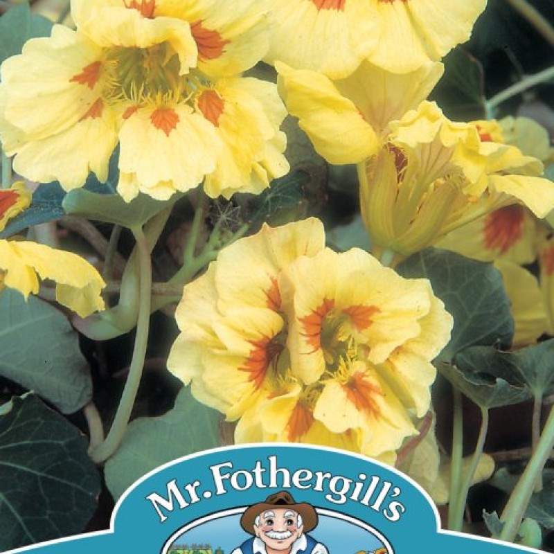 NASTURTIUM Peach Melba