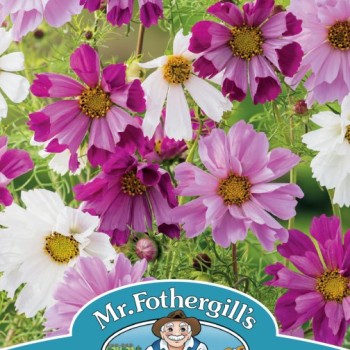 COSMOS Seashells Mixed