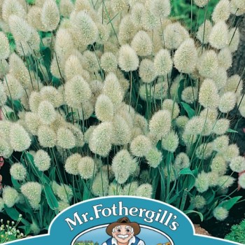 GRASS Bunny Tails - Lagurus ovatus