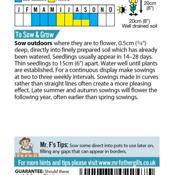 GRASS Bunny Tails - Lagurus ovatus