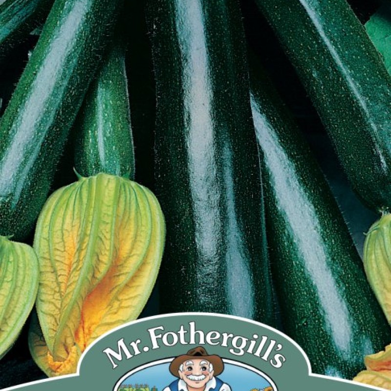 COURGETTE Black Beauty