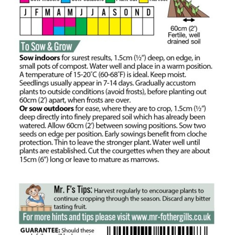 COURGETTE Black Beauty