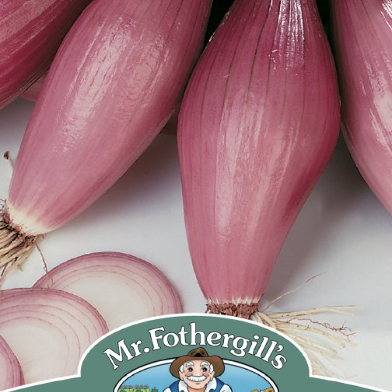 ONION (Spring) Rossa lunga di Firenze