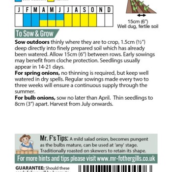 ONION (Spring) Rossa lunga di Firenze