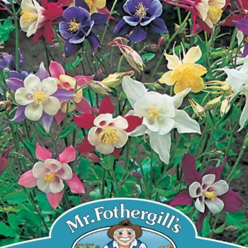 AQUILEGIA McKana Giant Mixed