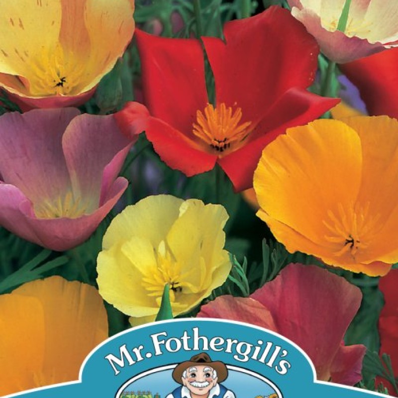 CALIFORNIAN POPPY Single Mixed