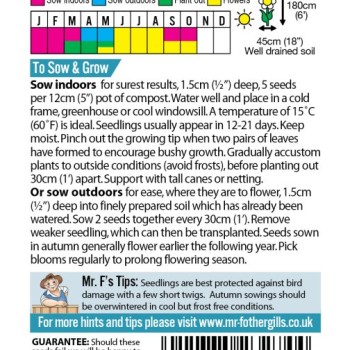 SWEET PEA Frills & Blushes