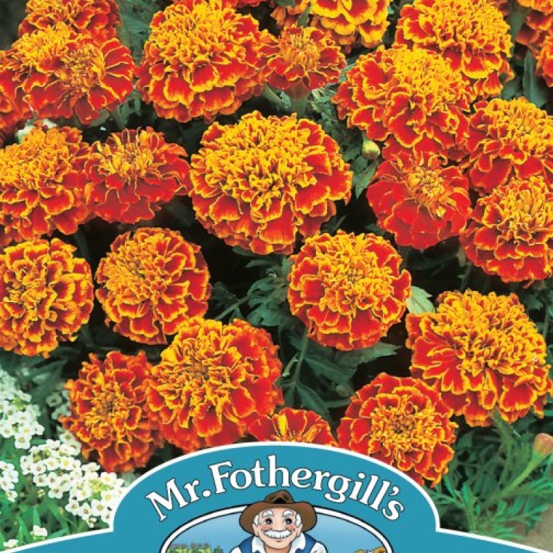 MARIGOLD (French) Honeycomb