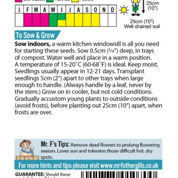 GAZANIA Sunshine Mixed