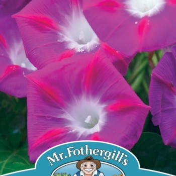 MORNING GLORY Party Dress