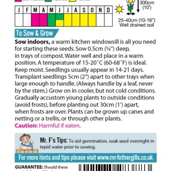 MORNING GLORY Party Dress