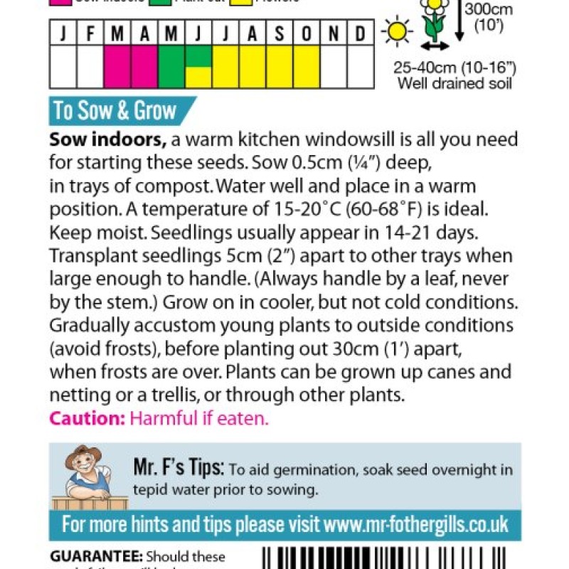 MORNING GLORY Party Dress