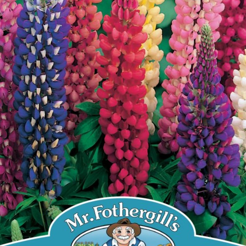 LUPIN Russell Mixed