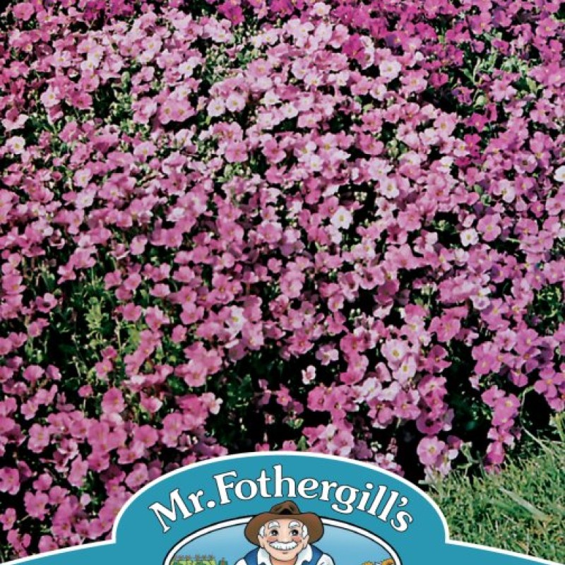 AUBRIETA Large Flowered Mixed