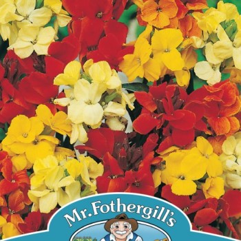 WALLFLOWER Dwarf Bedding Mixed