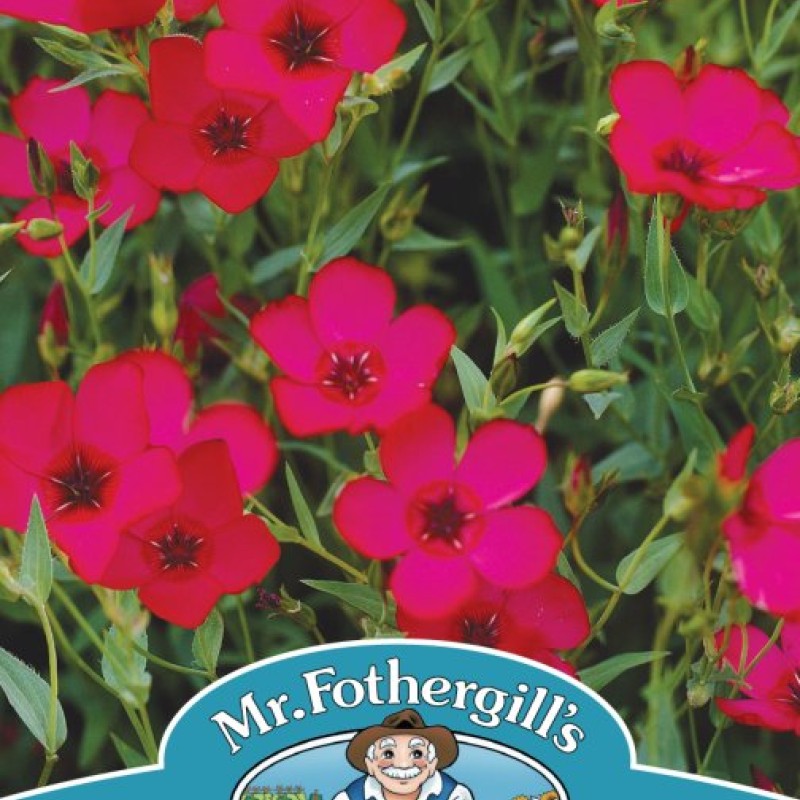 FLAX (Linum) Scarlet