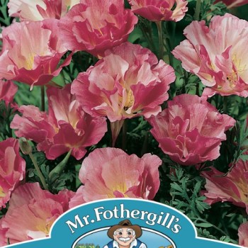 CALIFORNIAN POPPY Appleblossom Pink