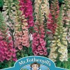 FOXGLOVE Foxy Mixed