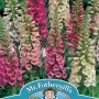 FOXGLOVE Foxy Mixed