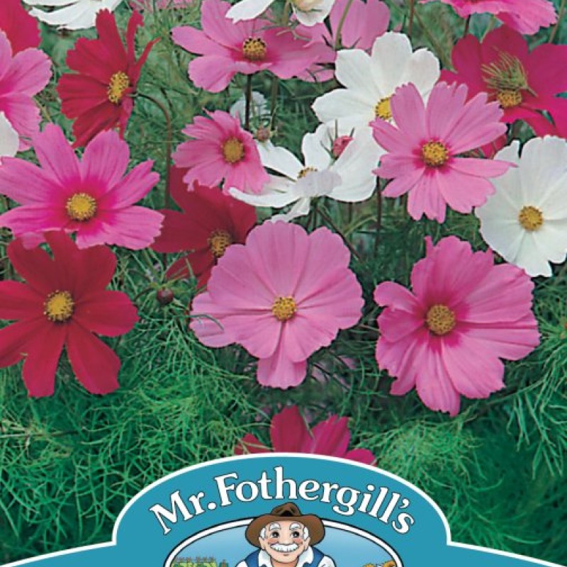 COSMOS Dwarf Sensation Mixed