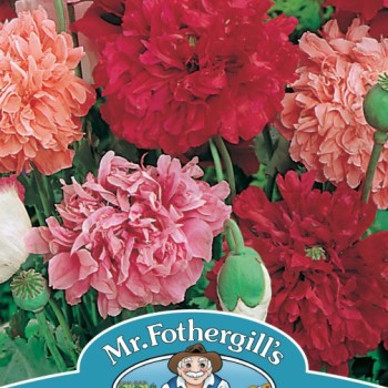 POPPY Paeony Flowered Mixed