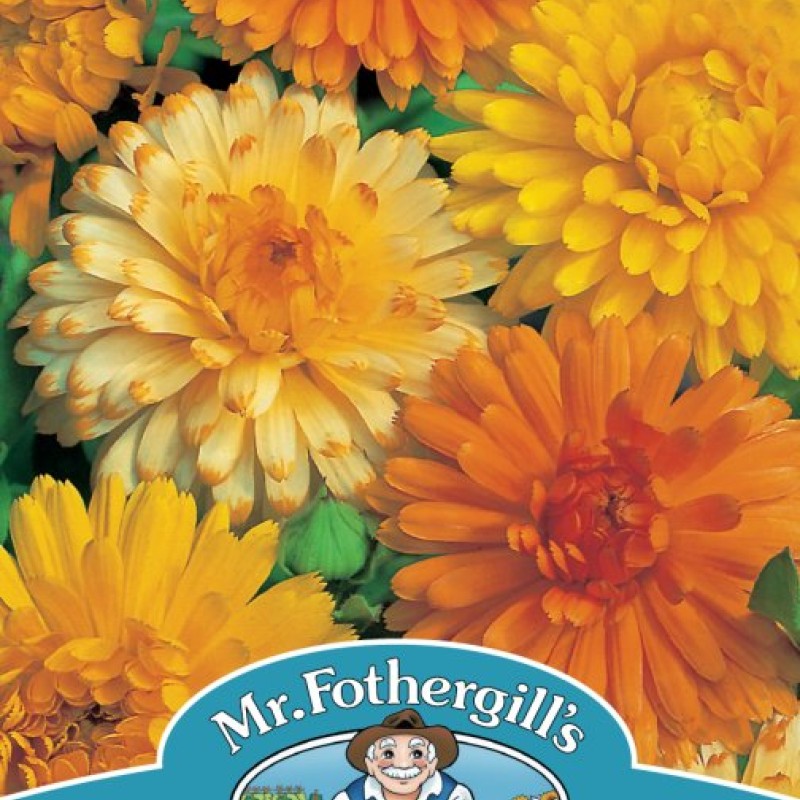 CALENDULA Art Shades