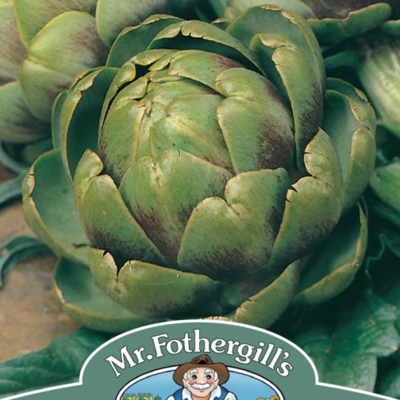 ARTICHOKE Green Globe