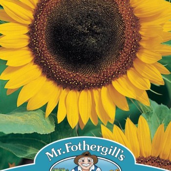 SUNFLOWER Taiyo