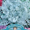CINERARIA Silver Dust