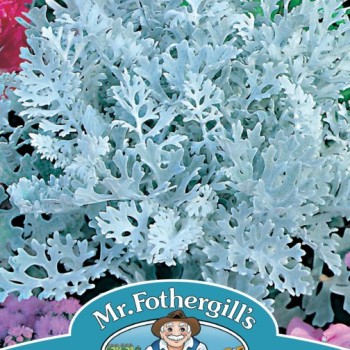 CINERARIA Silver Dust