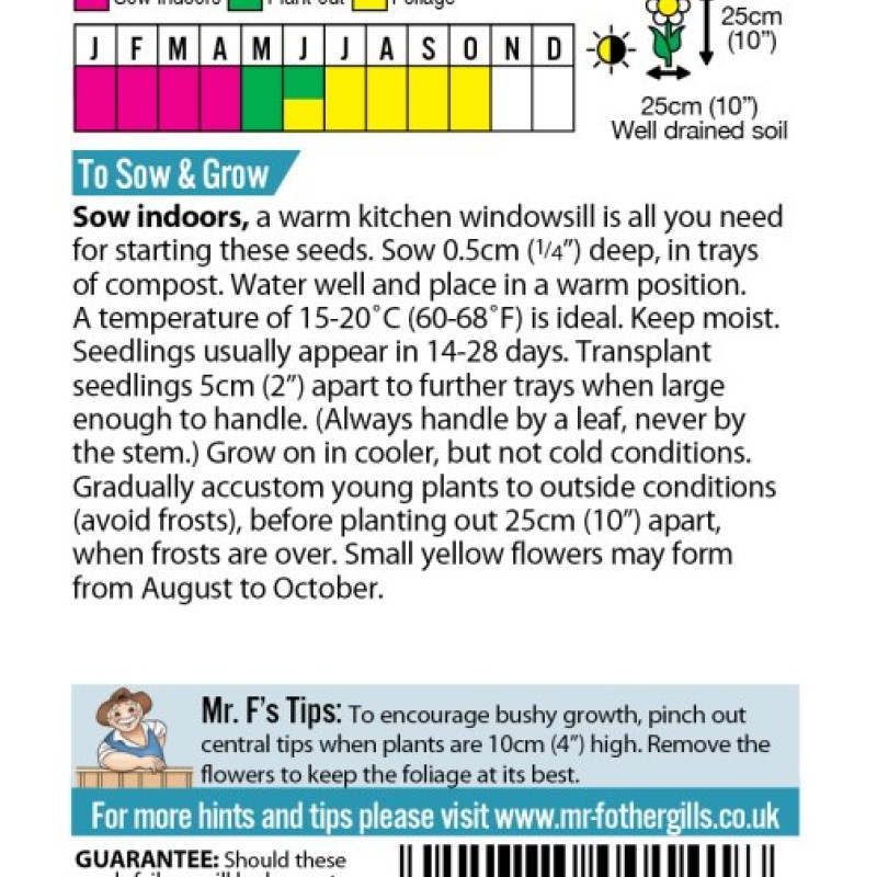 CINERARIA Silver Dust