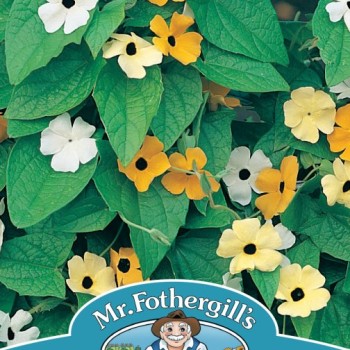 BLACK EYED SUSAN Susie Mixed