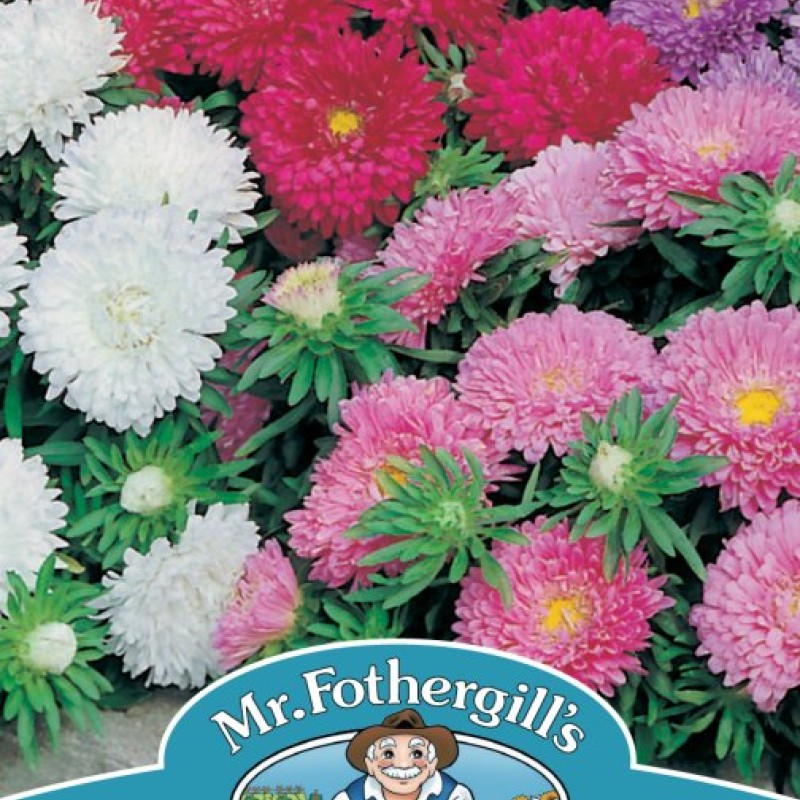 ASTER Colour Carpet Mixed