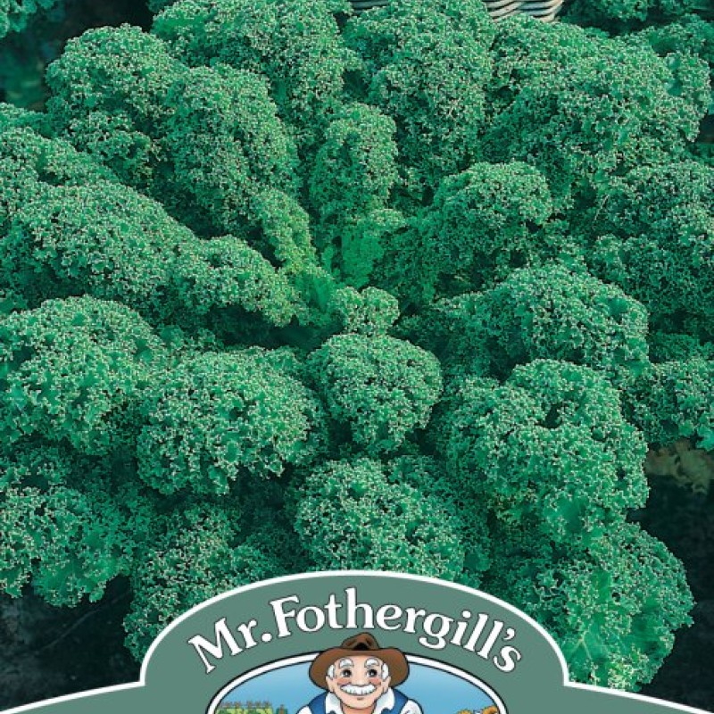 KALE Dwarf Green Curled