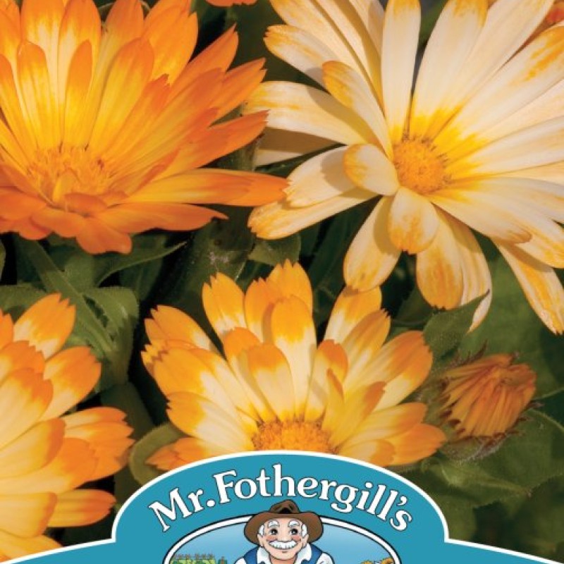 CALENDULA Oopsy Daisy